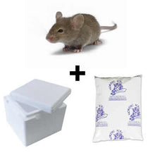 Load image into Gallery viewer, Frozen Mice - Jozi Bugs
