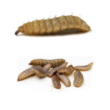 LIVE Black Soldier Fly Larvea - Jozi Bugs