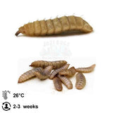 LIVE Black Soldier Fly Larvea - Jozi Bugs