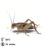 Grey Crickets - Jozi Bugs