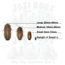 Load image into Gallery viewer, Dubia roaches - Jozi Bugs

