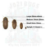 Dubia roaches - Jozi Bugs
