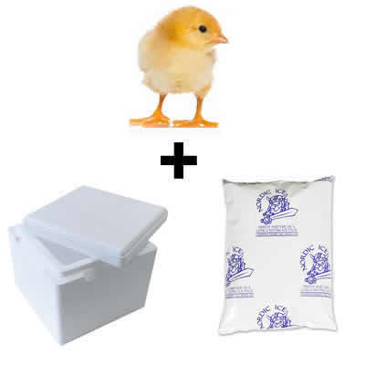 A closer look at Feeding Schedule For Frozen Thawed Chicks For Fertility
