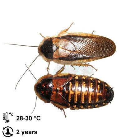 Dubia roaches - Jozi Bugs