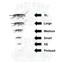 Load image into Gallery viewer, Grey Crickets - Jozi Bugs
