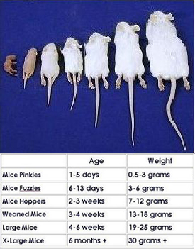Places to buy feeder mice near me best sale