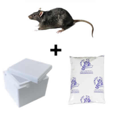 Frozen Rats