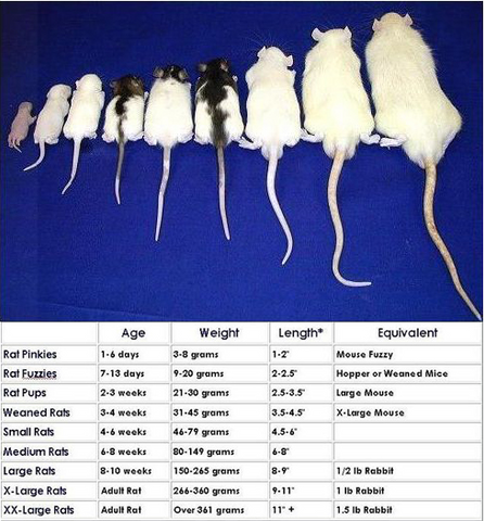 Rat Growth Chart Urine Proteomic Analysis Of The Rat E Cigarette Model rat-growth-chart-urine-proteomic-analysis-of-the-rat-e-cigarette-model