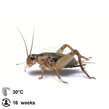 Load image into Gallery viewer, Grey Crickets - Jozi Bugs
