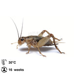 Grey Crickets - Jozi Bugs