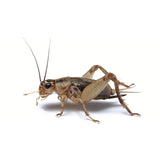 Grey Crickets - Jozi Bugs