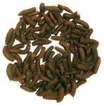 Dried Black Soldier fly Larvae - Jozi Bugs