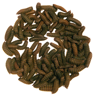 Dried Black Soldier fly Larvae - Jozi Bugs