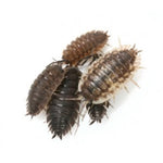 Isopods - Jozi Bugs