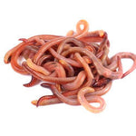Red Wiggler Worms - Jozi Bugs