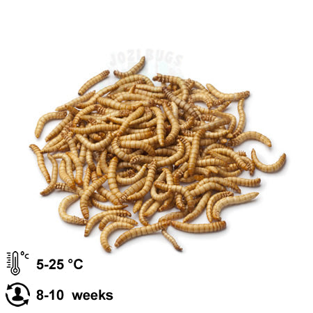 Mealworms - Jozi Bugs