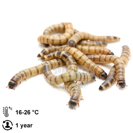 Superworms - Jozi Bugs