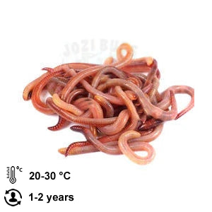 Red Wiggler Worms - Jozi Bugs